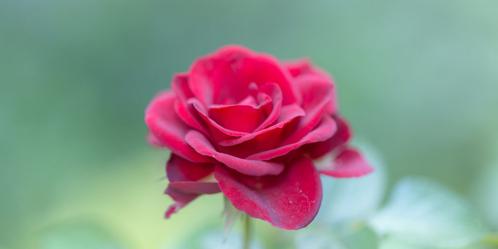 That-which-we-call-a-rose